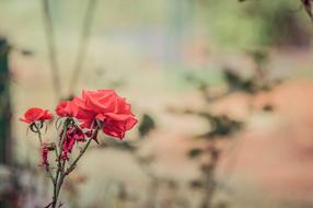 Rose Botanical Garden