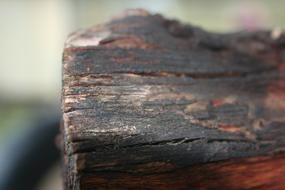 Wood Tree Close Up view