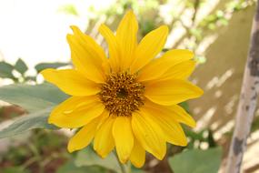 Sunflower Nature Garden