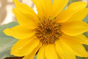 macro photography of the flower center