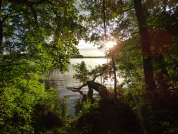 Lake Trees Nature