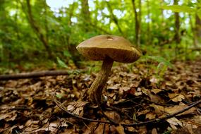 a single mushroom in the foliage