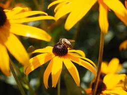 insect flower yellow many