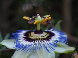 Blue Passion Flower Blossom Bloom