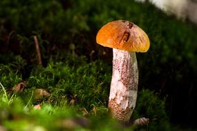 Birch Mushroom Edible