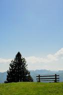 a bench near the Christmas tree in the park