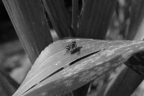 Insect Fly Black And