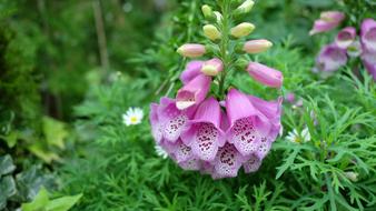 flower pink green garden