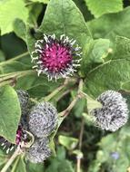 wildflowers are small