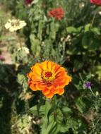 fragrant blooms of plants in the garden