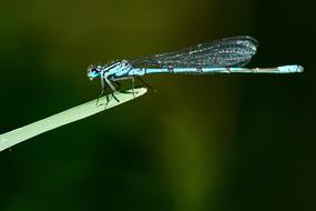 Natural Dragonfly Insect Closeup view