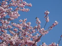 pink gorgeous sakura on the sky background