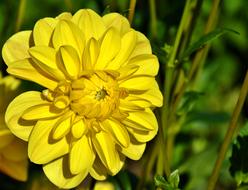 gorgeous yellow dahlia
