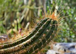 Cactus Spur Green