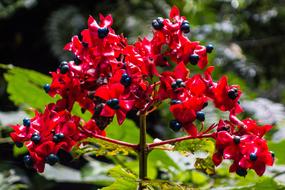 red buds on a branch in the garden