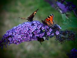 Butterfly Bush