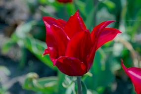 Tulip Red Spring