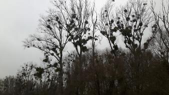 Mistletoe Trees Forest