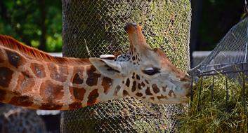 cute giraffe eats grass