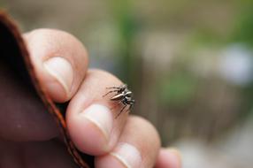 a small beetle on a stick