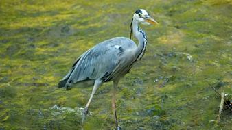 Nature Hunters Heron