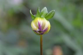 Green Flower Bud Closeup view