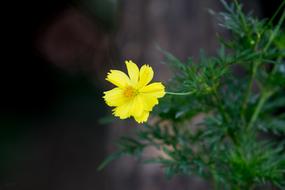 Marigold Flower and Green Flowers
