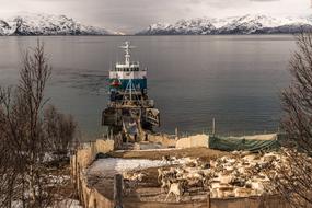 Reindeer Transportation The Moving