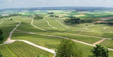 Panorama Vineyards Vines