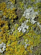 Close-up of the colorful bark of different shades, on the tree