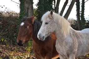 Horses Equines Gelding