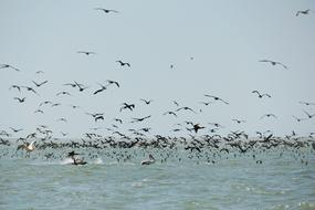 Wild Nature Wildlife Danube