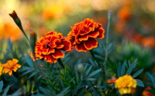 gorgeous spring blooms