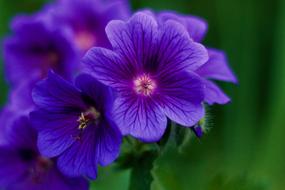 Purple Flower Garden