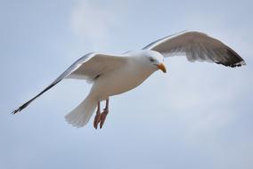 Bird Seagull Nature