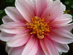 Dahlia Flower Inside Blood