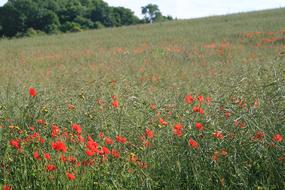 Poppy Field Nature view