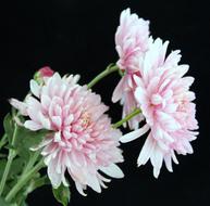 Aster Black Background Flower Pink