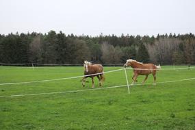 Cute horses running around