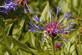Knapweed Centaurea violet Flower