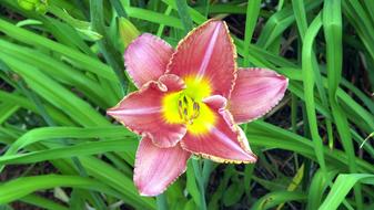 Flower Daylilies Discount