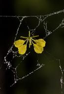 Spider Web Petals Yellow