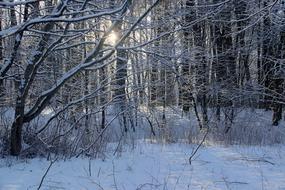 Winter Snowy forest in evening View