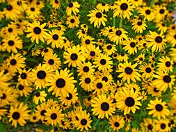 Black-Eyed Susan Flowers bush