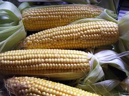 dried sweet corn