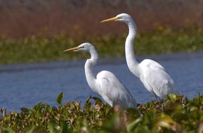 two storks waiting