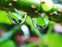 large drops of water on the grass