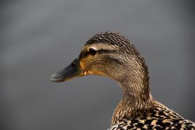 Duck Beak Nature