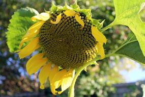 green sunflower in the field