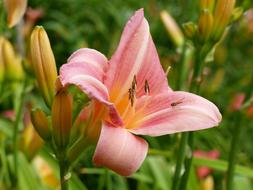 Daylily Flower Buds Salmon